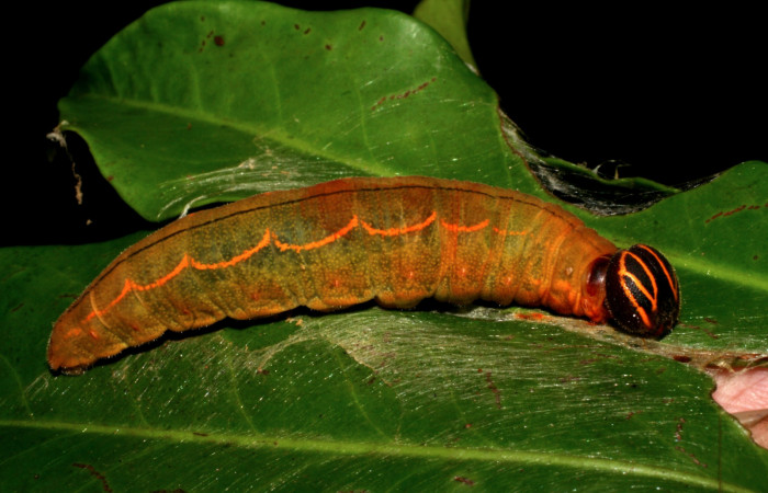  Larva de <i>Narcosius colossus</i></i> (Hesperiidae) en posición lateral en ultimo. estadio. Voucher 05-SRNP-35254-DHJ406069.jpg Sector Cacao, Sendero Circular.