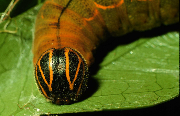  Cabeza de <i>Narcosius colossus</i></i> (Hesperiidae) en U en posición frontal. Voucher 97-SRNP-11100-DHJ44004.jpg Sector Cacao, Sendero Nayo.