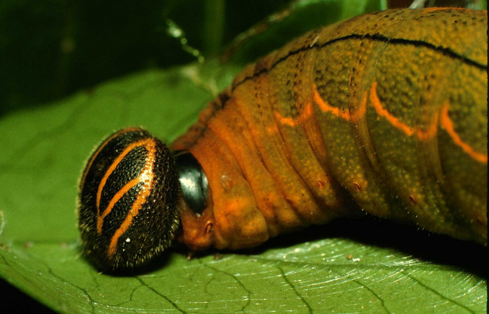  Cabeza de <i>Narcosius colossus</i></i> (Hesperiidae) en U en posición lateral del torax. Voucher 97-SRNP-11100-DHJ44005.jpg Sector Cacao, Sendero Nayo.