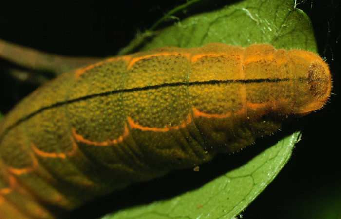  Cola de <i>Narcosius colossus</i></i> (Hesperiidae) en U en posición dorsal. Voucher 97-SRNP-11100-DHJ44003.jpg Sector Cacao, Sendero Nayo.
