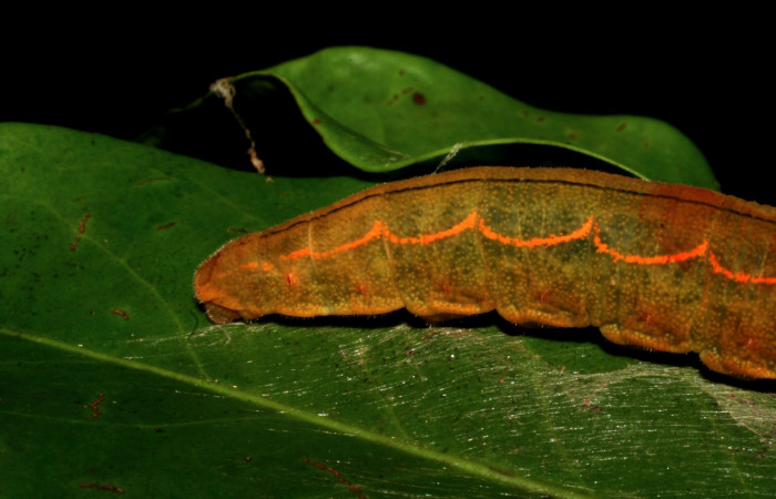  Cola de <i>Narcosius colossus</i></i> (Hesperiidae) en U en posición lateral. Voucher 05-SRNP-35254-DHJ406076.jpg Sector Cacao, Sendero Circular.