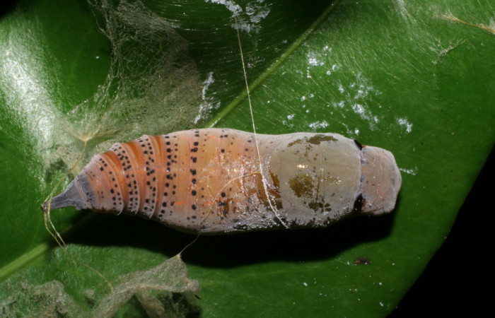  pupa de <i>Narcosius colossus</i></i> (Hesperiidae) en posición dorsal. Voucher 05-SRNP-35355-DHJ406226.jpg Sector Cacao, Sendero Derrumbe.