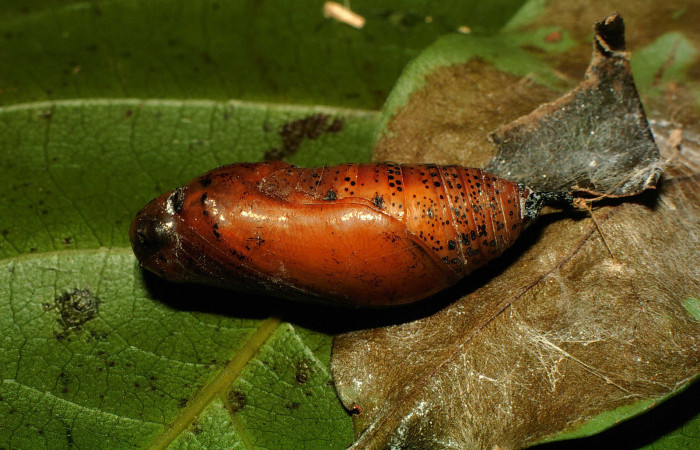  pupa de <i>Narcosius colossus</i></i> (Hesperiidae) en posición lateral. Voucher 00-SRNP-23652-DHJ56634.jpg Sector Cacao, Sendero Arenales.