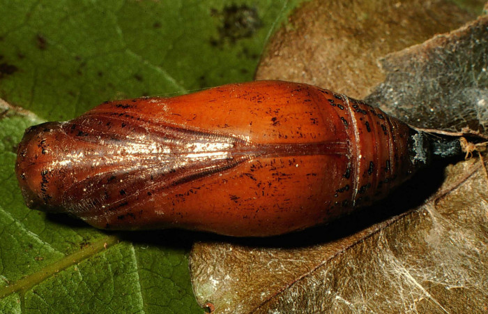  pupa de <i>Narcosius colossus</i></i> (Hesperiidae) en posición ventral. Voucher 00-SRNP-23652-DHJ56631.jpg Sector Cacao, Sendero Arenales.