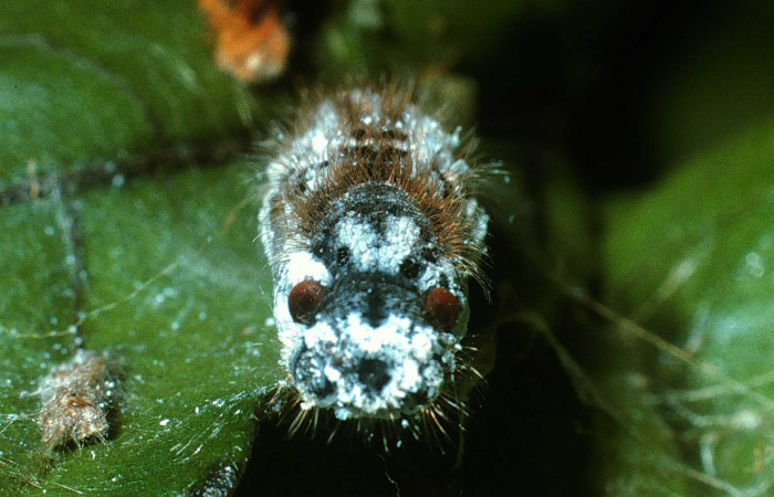 Figura 7. Pupa de <i>Xenophanes tryxus</i></i> (Hesperiidae), vista frontal, localidad Cementerio Viejo, Sector San Cristóbal ACG (570m). Voucher: 03-SRNP-35078-DHJ80109.jpg.