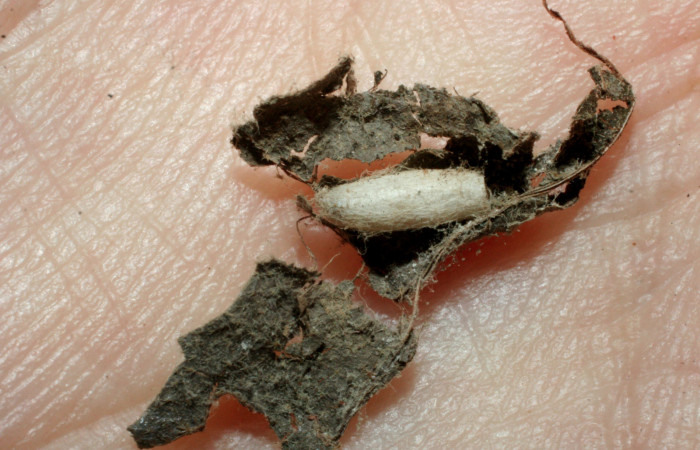 Figura 12. Capullo de parásito <i>Apanteles garygibsoni</i></i> (Braconidae) que ataca <i>Xenophanes tryxus</i></i> (Hesperiidae), localidad Quebrada Otilio, Sector Cacao (550m). Voucher: 07-SRNP-45039-DHJ461838.jpg.