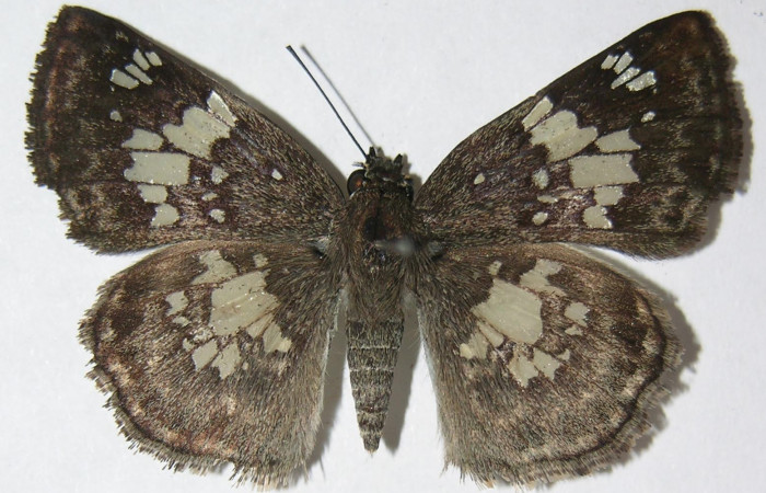 Figura 1. Adulto de <i>Xenophanes tryxus</i></i> (Hesperiidae), vista dorsal, localidad Estación Llanura, Sector Rincón Rain Forest ACG (135m). Voucher: 09-SRNP-75047-DHJ512960.jpg.