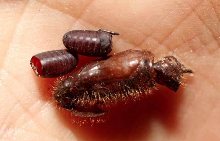 Figura 13. Restos de pupario de parásito <i>Winthemia</i></i> Wood26 (Tachinidae) que ataca <i>Xenophanes tryxus</i></i> (Hesperiidae), localidad Sendero Huerta, Sector San Cristóbal ACG (527m). Voucher: 12-SRNP-1384-DHJ498517.jpg.