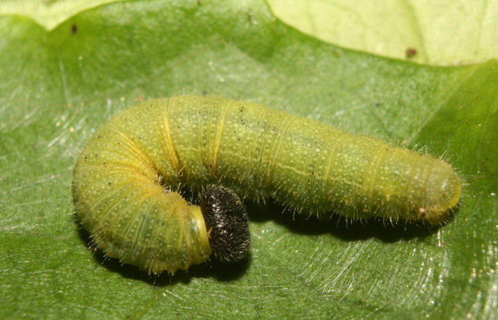 Figura 4. Larva <i>Xenophanes tryxus</i></i> (Hesperiidae), último estadío (U) vista dorsal, localidad Medrano, Estación Biológica Quica Sector Pitilla ACG (380m). Voucher: 13-SRNP-71331-DHJ702886.jpg.