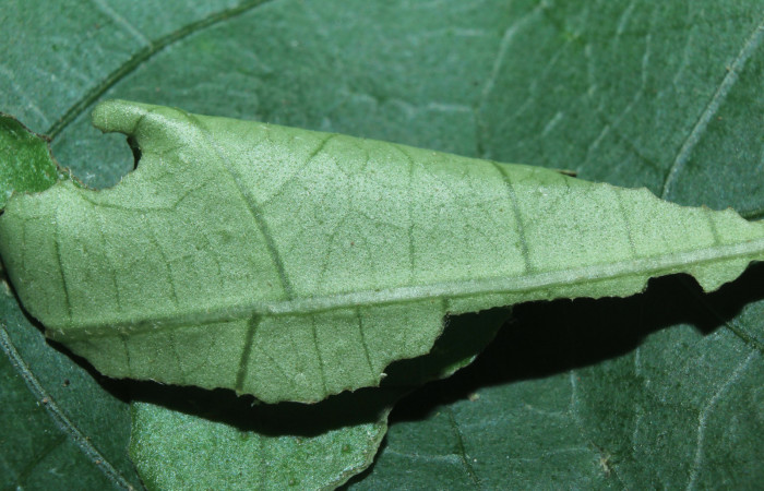 Figura 2. Casita de <i>Xenophanes tryxus</i></i> (Hesperiidae), localidad Sendero Manguera, Estación Biológica Quica Sector Pitilla ACG (470m). Voucher: 16-SRNP-70683-DHJ732840.jpg.