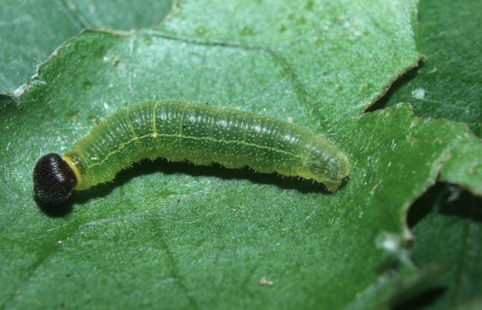 Figura 3. Larva <i>Xenophanes tryxus</i></i> (Hesperiidae), penúltimo estadío (PU) vista dorsal, localidad Sendero Manguera, Estación Biológica Quica Sector Pitilla ACG (470m). Voucher: 16-SRNP-70683-DHJ732845.jpg.