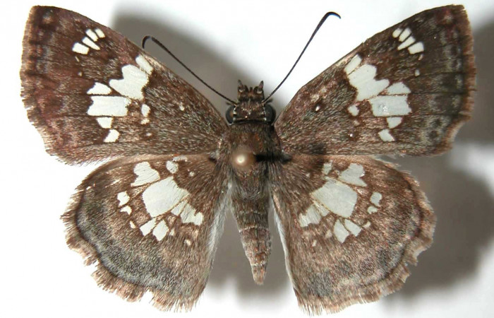 Figura 8. Adulto de <i>Xenophanes tryxus</i></i> (Hesperiidae), macho vista dorsal, localidad Cafetal, Sector Santa Rosa ACG (280m). Voucher: 92-SRNP-4663-DHJ38014.jpg.