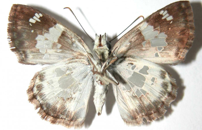 Figura 9. Adulto de <i>Xenophanes tryxus</i></i> (Hesperiidae), macho vista ventral, localidad Cafetal, Sector Santa Rosa ACG (280m). Voucher: 92-SRNP-4663-DHJ38015.jpg.