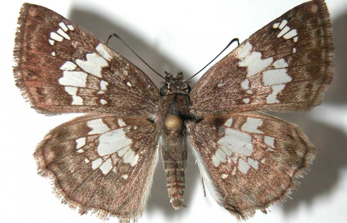 Figura 10. Adulto de <i>Xenophanes tryxus</i></i> (Hesperiidae), hembra vista dorsal, localidad Sendero Natural, Sector Santa Rosa ACG (290m). Voucher: 93-SRNP-5818-DHJ38016.jpg.