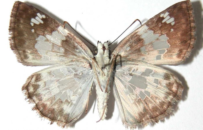 Figura 11. Adulto de <i>Xenophanes tryxus</i></i> (Hesperiidae), hembra ventral, localidad Sendero Natural, Sector Santa Rosa ACG (290m). Voucher: 93-SRNP-5818-DHJ38017.jpg.
