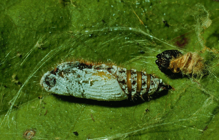 Figura 6. Pupa de <i>Xenophanes tryxus</i></i> (Hesperiidae), vista lateral, localidad Bejuco, Sector Horizontes ACG (180m). Voucher: 93-SRNP-7275-DHJ26620.jpg.
