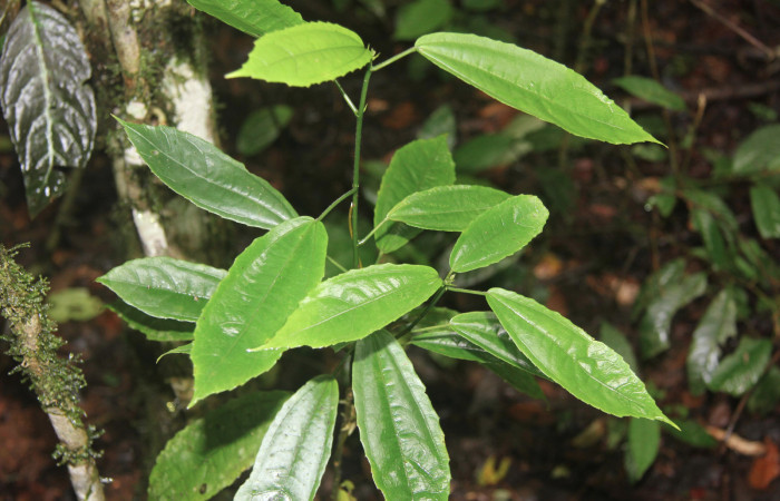Figura 14. Planta hospedera de <i>Xenophanes tryxus</i></i> (Hesperiidae), esta planta se llama <i>Malvaviscus palmanus</i></i> (Malvaceae), localidad Medrano, Estación Biológica Quica Sector Pitilla ACG (380m), foto; Ricardo Calero 29 junio 2016.