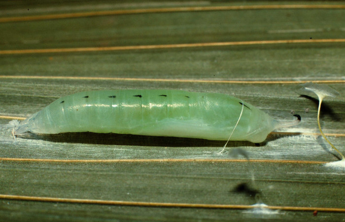 Figura 7. Pupa de <i>Dubiella belpa</i></i> (Hesperiidae), vista dorsal, localidad Vado Rio Francia Sector Rincón Rain Forest ACG (400m). Voucher: 02-SRNP-6493-DHJ65053.jpg.