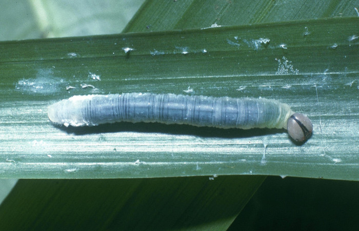 Figura 5. Larva <i>Dubiella belpa</i></i> (Hesperiidae), penúltimo estadío (PU) vista dorsal, localidad Ingas Sector Pitilla ACG (580m). Voucher: 04-SRNP-30006-DHJ82182.jpg.