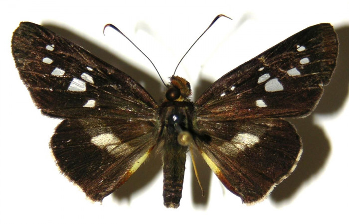 Figura 8. Adulto de <i>Dubiella belpa</i></i> (Hesperiidae), macho vista dorsal, localidad Sendero Juntas Sector Rincón Rain Forest ACG (400m). Voucher: 04-SRNP-41242-DHJ304428.jpg.