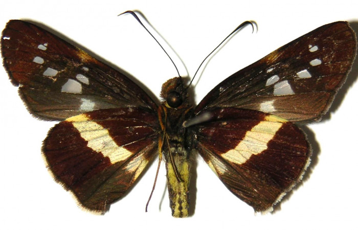Figura 9. Adulto de <i>Dubiella belpa</i></i> (Hesperiidae), macho vista ventral, localidad Sendero Juntas Sector Rincón Rain Forest ACG (400m). Voucher: 04-SRNP-41242-DHJ304429.jpg.