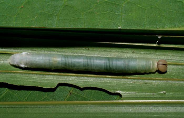 Figura 6. Larva <i>Dubiella belpa</i></i> (Hesperiidae), último estadío (U) vista dorsal, localidad Pasmompa Sector Pitilla ACG (440m). Voucher: 06-SRNP-34203-DHJ425310.jpg.