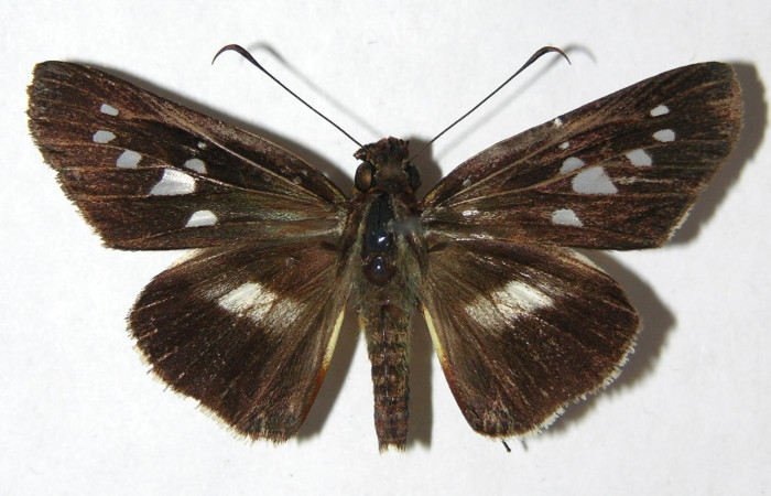 Figura 10. Adulto de <i>Dubiella belpa</i></i> (Hesperiidae), hembra vista dorsal, localidad Sendero Cuestona Sector Pitilla ACG (640m). Voucher: 08-SRNP-31181-DHJ390940.jpg.