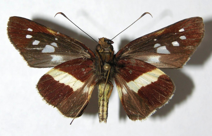 Figura 11. Adulto de <i>Dubiella belpa</i></i> (Hesperiidae), hembra vista ventral, localidad Sendero Cuestona Sector Pitilla ACG (640m). Voucher: 08-SRNP-31181-DHJ390941.jpg.
