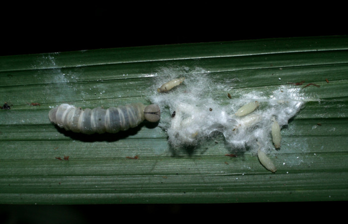 Figura 12. Larva <i>Dubiella belpa</i></i> (Hesperiidae), vista capullos de parásitos <i>Alphomelon</i></i> arecaphileDHJ02 (Braconidae), localidad Cabrera Sector Pitilla ACG (500m). Voucher: 08-SRNP-33045-DHJ449272.jpg.