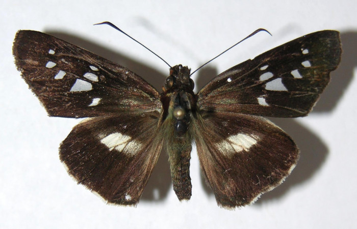 Figura 1. Adulto de <i>Dubiella belpa</i></i> (Hesperiidae), hembra vista dorsal, localidad Estación Quica Sector Pitilla ACG (470m). Voucher: 08-SRNP-70017-DHJ390936.jpg.