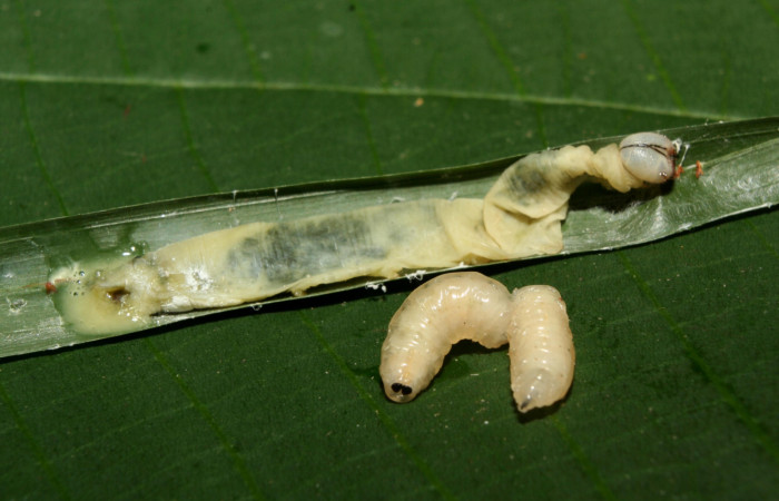 Figura 13. Larva <i>Dubiella belpa</i></i> (Hesperiidae), vista puparios de parásito <i>Chrysotachina</i></i> Wood14DHJ01 (Tachinidae), localidad Quebradona Estación Quica Sector Pitilla ACG (475m). Voucher: 12-SRNP-70588-DHJ495113.jpg.