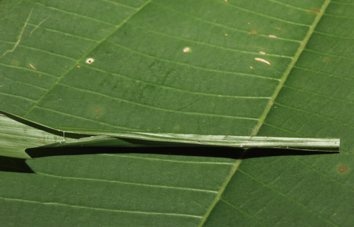 Figura 2. Casita de <i>Dubiella belpa</i></i> (Hesperiidae), localidad Gazo Sector Pitilla ACG (485m). Voucher: 14-SRNP-70971-DHJ723004.jpg.