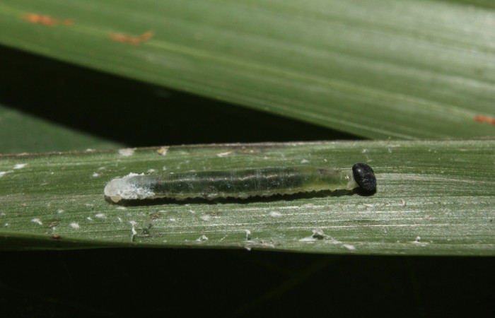 Figura 3. Larva <i>Dubiella belpa</i></i> (Hesperiidae), primer estadío (PPPU) vista lateral, localidad Gazo Sector Pitilla ACG (485m). Voucher: 14-SRNP-70971-DHJ723009.jpg.