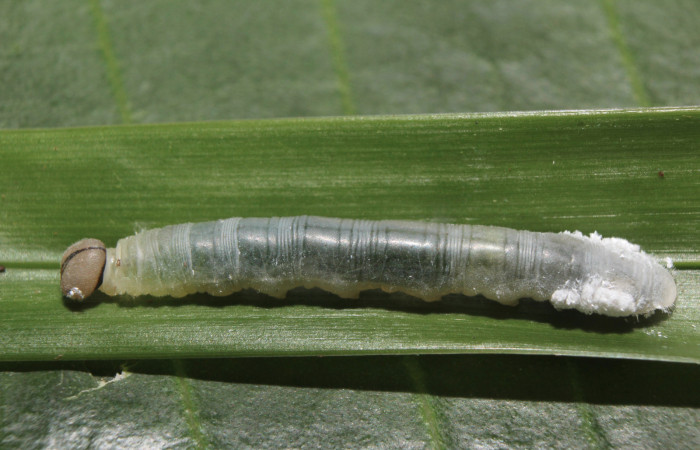 Figura 4. Larva <i>Dubiella belpa</i></i> (Hesperiidae), tercer estadío (PPU) vista lateral, localidad Gazo Sector Pitilla ACG (485m). Voucher: 14-SRNP-70971-DHJ723103.jpg.