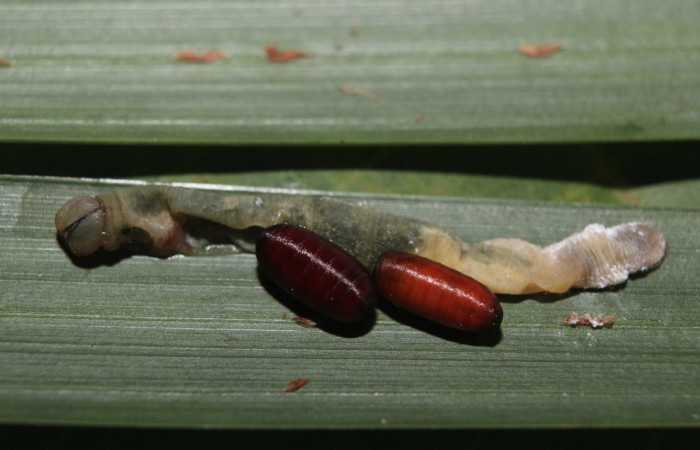 Figura 14. Larva <i>Dubiella belpa</i></i> (Hesperiidae), vista puparios de parásito desconocido (Tachinidae), localidad Medrano Estación Quica Sector Pitilla ACG (380m). Voucher: 14-SRNP-71146-DHJ723589.jpg.