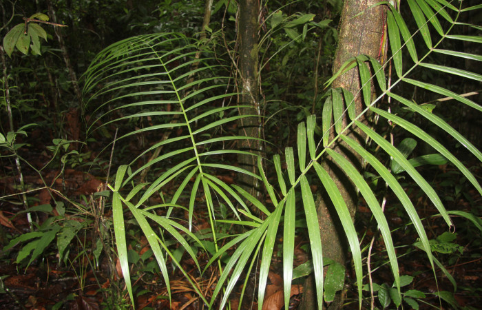 Figura 15. Planta hospedera de <i>Dubiella belpa</i></i> (Hesperiidae), esta planta se llama <i>Euterpe precotoria</i></i> (Arecaceae), localidad Estación Quica Sector Pitilla ACG (470m).