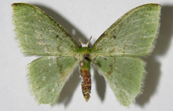 Figura 16. Adulto de <i>Tachyphyle</i></i> undilineataDHJ01 (Geometridae), hembra vista dorsal, localidad Puente Palma, Sector San Cristóbal ACG (460m). Voucher: 05-SRNP-3685-DHJ326404.jpg.