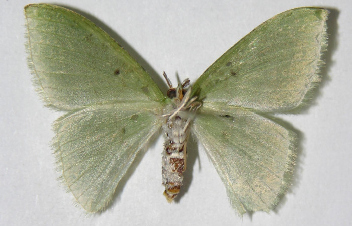 Figura 17. Adulto de <i>Tachyphyle</i></i> undilineataDHJ01 (Geometridae), hembra vista ventral, localidad Puente Palma, Sector San Cristóbal ACG (460m). Voucher: 05-SRNP-3685-DHJ326405.jpg.