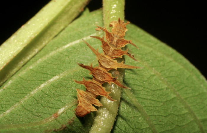 Figura 18. Larva <i>Tachyphyle</i></i> undilineataDHJ02 (Geometridae), vista dorsal, localidad Puente Río Negro, Sector Rincón Rain Forest ACG (340m). Voucher: 06-SRNP-42319-DHJ414759.jpg.