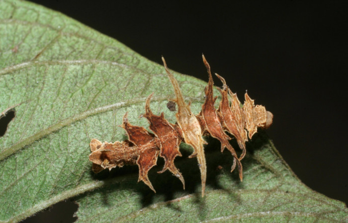 Figura 19. Larva <i>Tachyphyle</i></i> undilineataDHJ02 (Geometridae), vista dorsal, localidad Sendero Juntas, Sector Rincón Rain Forest ACG (400m). Voucher: 08-SRNP-41192-DHJ442467.jpg.