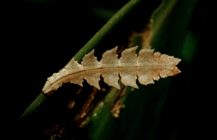 Figura 3. Larva <i>Tachyphyle hamata</i></i> (Geometridae), penúltimo estadío (PU) vista dorsal, localidad Estación Biológica Pitilla, Sector Pitilla ACG (675m). Voucher: 09-SRNP-32084-DHJ458935.jpg.