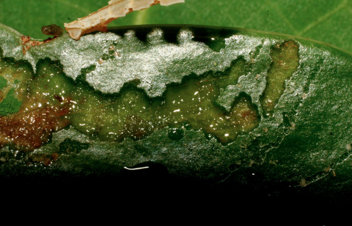 Figura 2. Rastros de comido de <i>Tachyphyle hamata</i></i> (Geometridae), localidad Estación Biológica Pitilla, Sector Pitilla ACG (675m). Voucher: 09-SRNP-32084-DHJ458947.jpg.