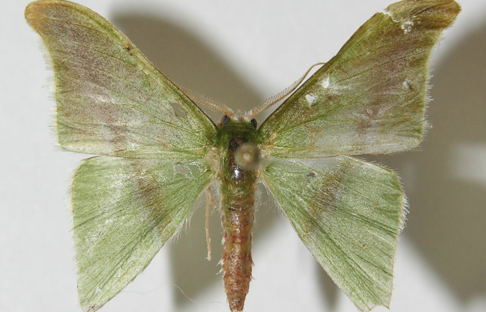 Figura 1. Adulto de <i>Tachyphyle hamata</i></i> (Geometridae), vista dorsal, localidad Estación Biológica Pitilla, Sector Pitilla ACG (675m). Voucher: 09-SRNP-33498-DHJ541004.jpg.
