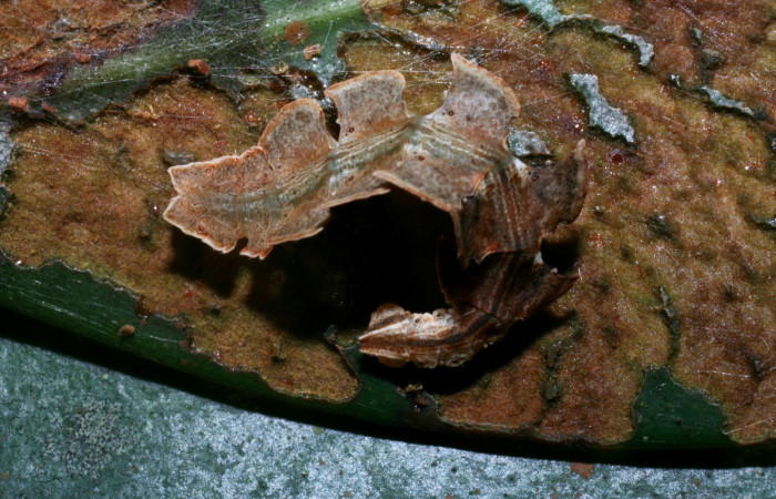 Figura 5. Larva <i>Tachyphyle hamata</i></i> (Geometridae), último estadío (U) vista dorsal, localidad Estación Biológica Pitilla, Sector Pitilla ACG (675m). Voucher: 09-SRNP-33506-DHJ466388.jpg.