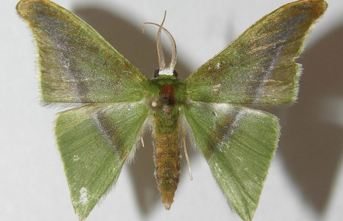 Figura 10. Adulto de <i>Tachyphyle hamata</i></i> (Geometridae), vista dorsal, localidad Sendero Carica, Sector Pitilla ACG (660m). Voucher: 11-SRNP-30079-DHJ541516.jpg.