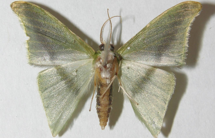 Figura 11. Adulto de <i>Tachyphyle hamata</i></i> (Geometridae), vista ventral, localidad Sendero Carica, Sector Pitilla ACG (660m). Voucher: 11-SRNP-30079-DHJ541517.jpg.