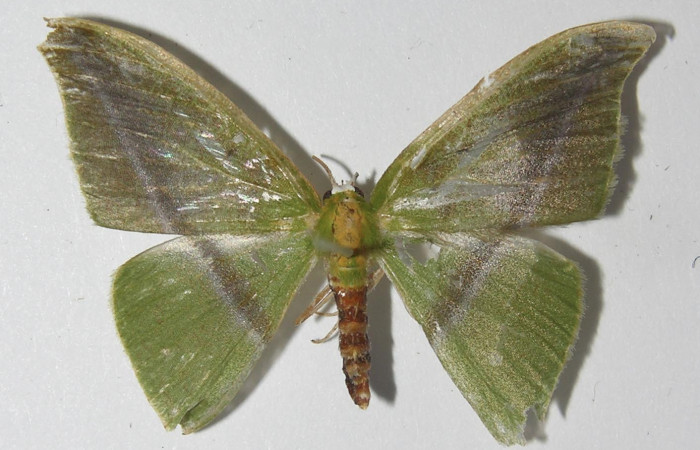 Figura 12. Adulto de <i>Tachyphyle hamata</i></i> (Geometridae), vista dorsal, localidad Sendero Laguna, Sector Pitilla ACG (680m). Voucher: 11-SRNP-32541-DHJ557644.jpg.