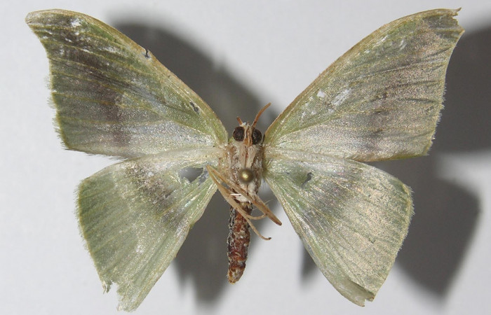 Figura 13. Adulto de <i>Tachyphyle hamata</i></i> (Geometridae), vista ventral, localidad Sendero Laguna, Sector Pitilla ACG (680m). Voucher: 11-SRNP-32541-DHJ557645.jpg.
