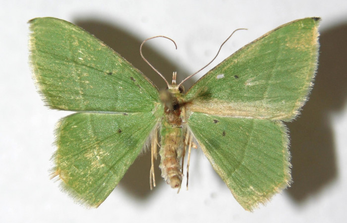 Figura 20. Adulto de <i>Tachyphyle</i></i> undilineataDHJ02 (Geometridae), vista dorsal, localidad Río Blanco Abajo, Sector San Cristóbal ACG (500m). Voucher: 12-SRNP-2260-DHJ594340.jpg.
