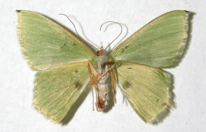 Figura 21. Adulto de <i>Tachyphyle</i></i> undilineataDHJ02 (Geometridae), vista ventral, localidad Río Blanco Abajo, Sector San Cristóbal ACG (500m). Voucher: 12-SRNP-2260-DHJ594341.jpg.